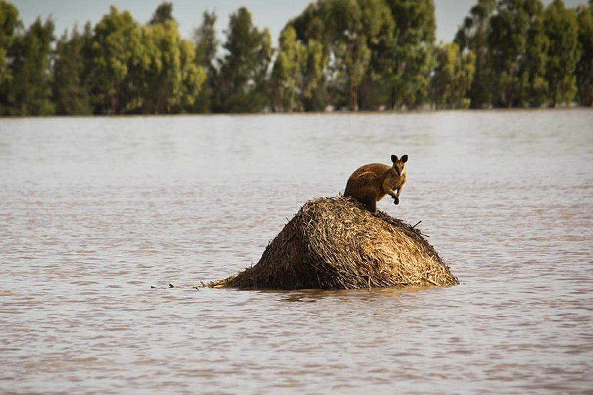 In Queensland waren etwa 20 Städte von der Außenwelt abgeschnitten. Hubschrauber waren im Einsatz, um die Menschen aus der Luft zu versorgen. Im Hinterland von Rockhampton und weiter südlich entspannte sich die Situation.