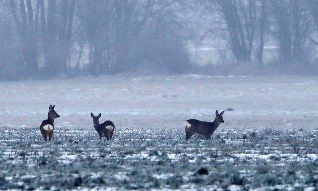 Deers are pictured on a snow-covered field, near the village of Kraenzlin north of Berlin