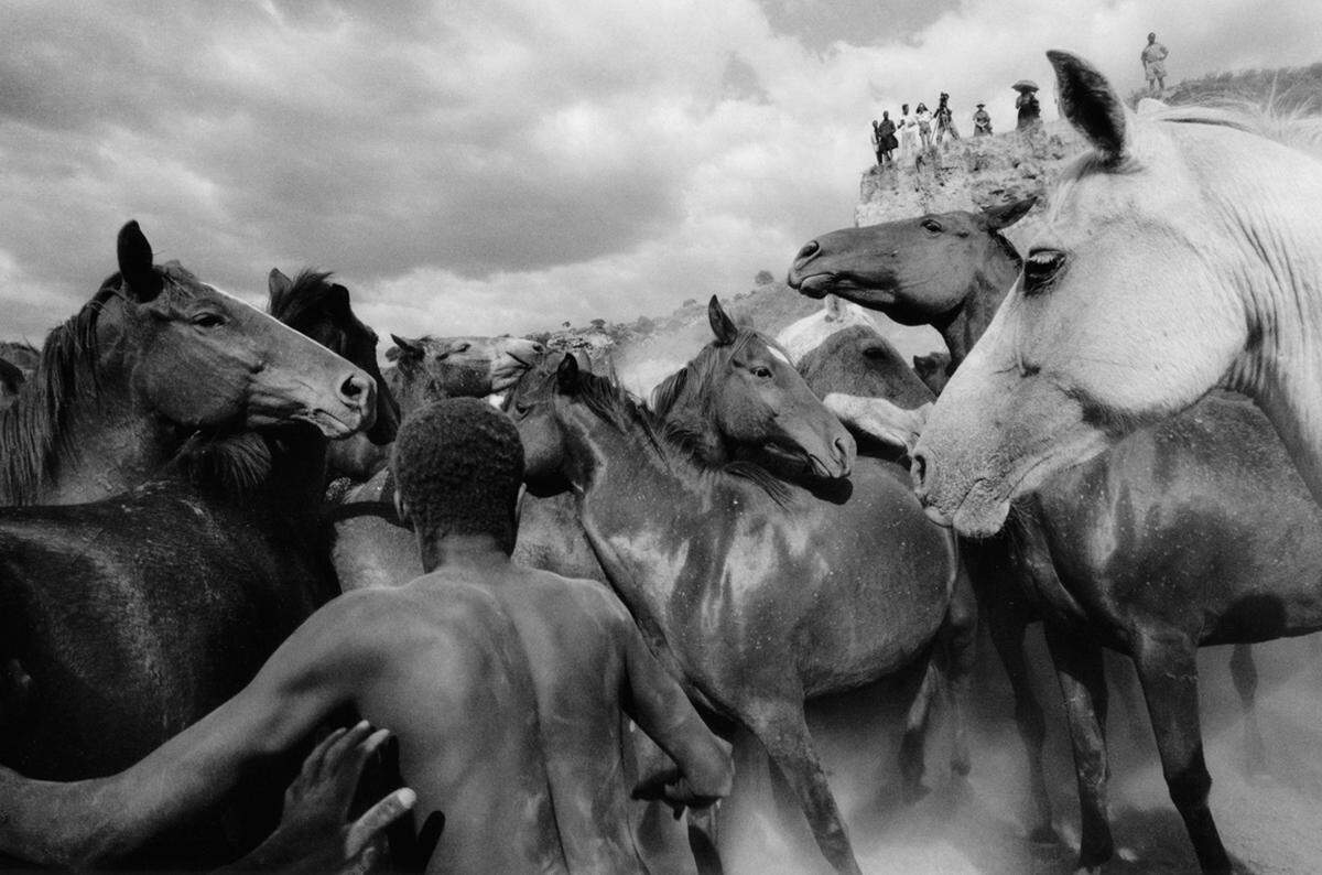 Ulrich Mack: "Wildpferde in Kenia", 1964 (c) Ulrich Mack, Hamburg / Leica Camera AG