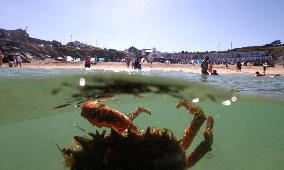 7. August. Ein Unterwasserbild einer Spinnenkrabbe in der Nähe des Strandes von Porthgwidden in St. Ives im britischen Cornwall.