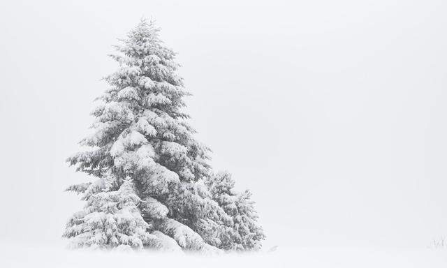 „Der kleine Tannenbaum“ ist eine Geschichte, die ganz weihnachtlich stimmt.