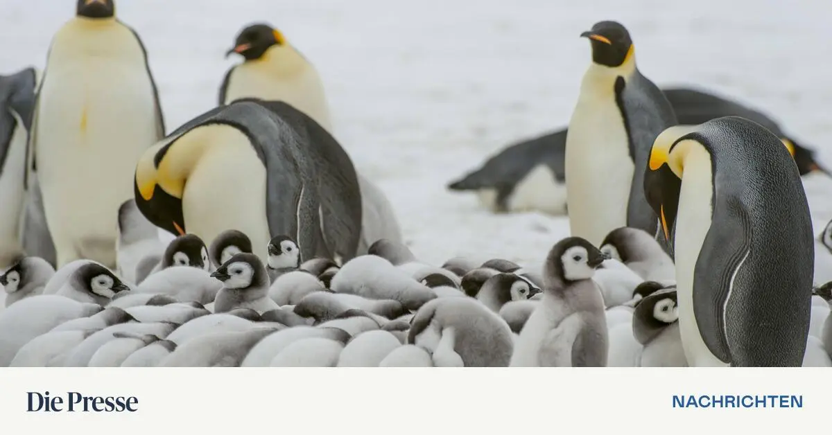 -Stark-gef-hrdet-Kaiserpinguin-vom-Aussterben-bedroht