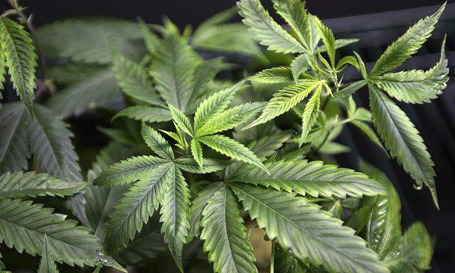 Marijuana plants for sale are displayed at the medical marijuana farmers market in Los Angeles