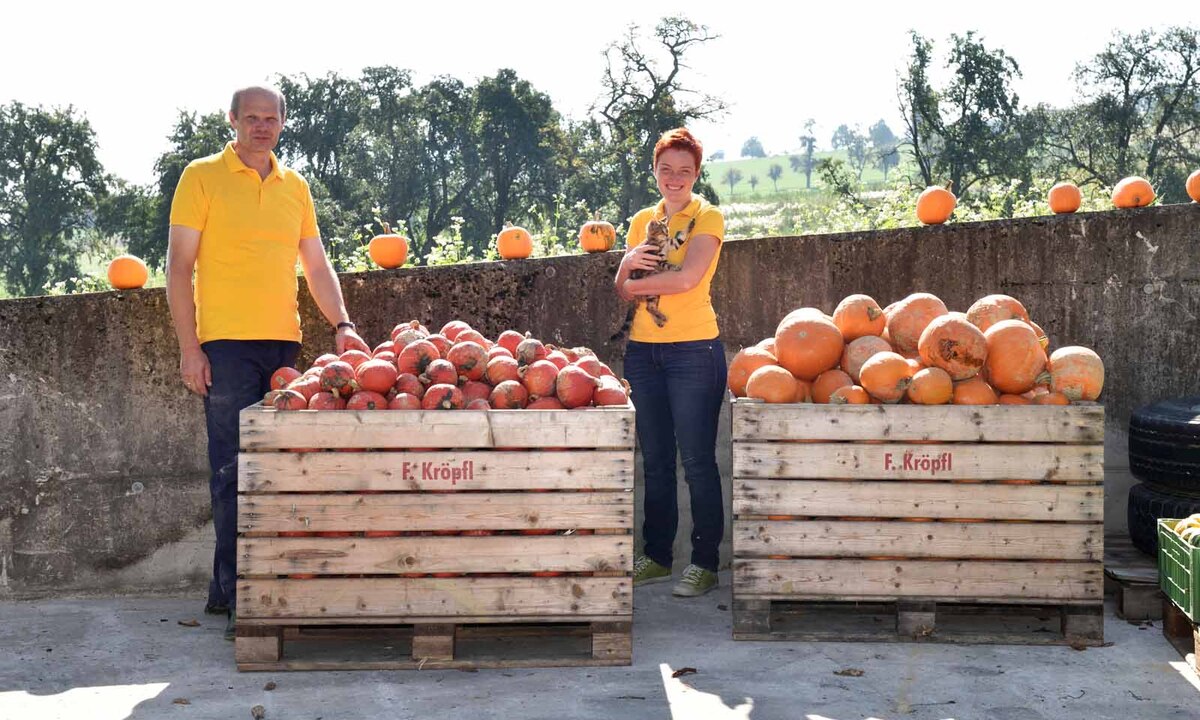Die gewaschenen und getrockneten Kürbisse werden nach Sorten sortiert.