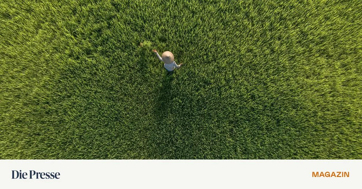 Die-Folgen-des-Zinn-Rausches-in-Indonesien-Arsen-und-Blei-in-Tropen-Kartoffeln-premium-