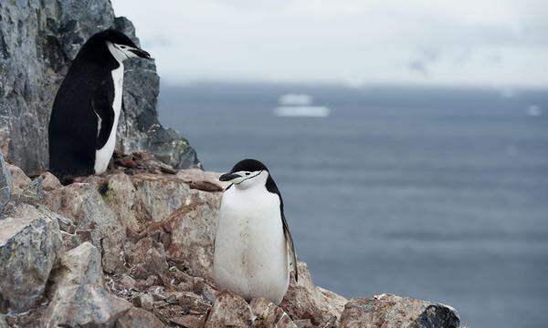  Die fast acht Millionen Brutpaare des Zügelpinguins leben in der Antarktis und auf einigen Inseln im Südatlantik.