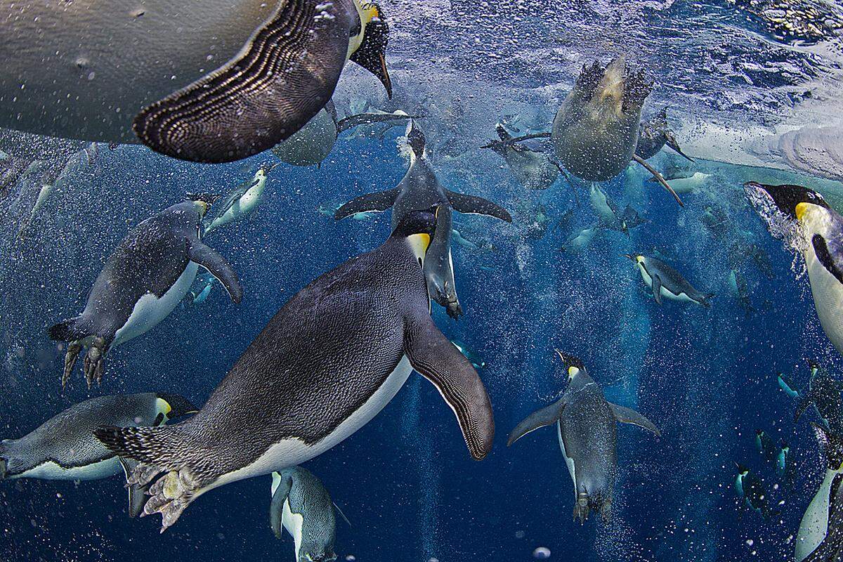 Paul Nicklen, Kanada, National Geographic magazine 18. November 2011, Ross Sea, Antarktis: Kaiserpinguine in der Antarktis. Forschungen haben gezeigt, dass Kaiserpinguine ihre Schwimmgeschwindigkeit um das Dreifache erhöhen können, indem sie Blasen auf ihren Federn bilden. Sie können so bis zu 30 km/h schnell werden und so - wie man das aus Filmen kennt - aus dem Wasser auf Eisschollen springen.