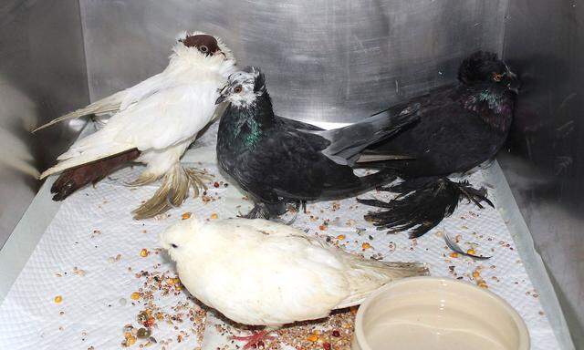 18 Tauben konnten gerettet werden