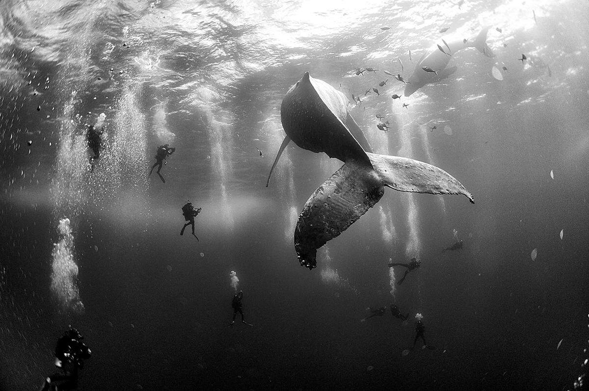 Anuar Patjane Floriuk, Mexiko, 2015, Whale Whisperers Taucher beobachten am 28. Jänner 2015 einen Buckelwal und sein Kalb vor den Revillagigedo-Inseln, Mexiko.  