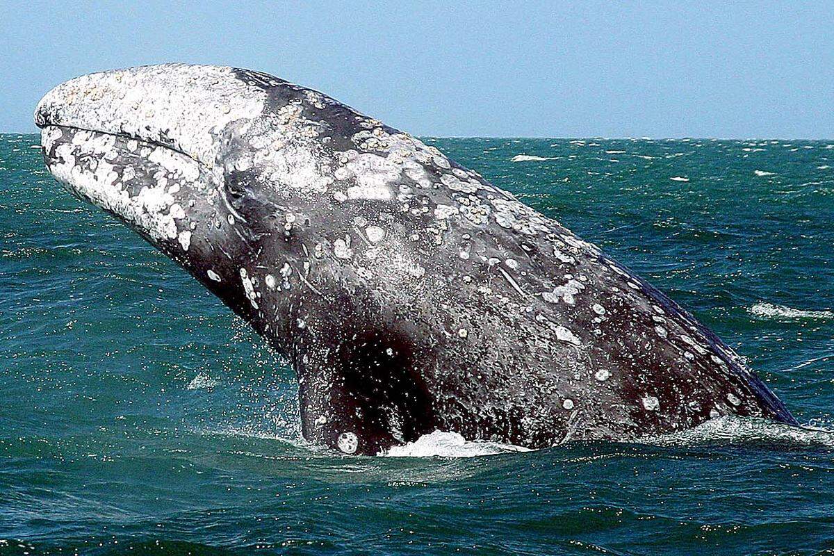 Für Wale soll es keine neuen internationalen Meeresschutzgebiete geben, hat die Internationale Walfangkommission IWC beschlossen. Besonders schlecht steht es um den Westpazifischen Grauwal. Die letzten Exemplare - rund 130 Tiere, davon weniger als 30 fortpflanzungsfähige Weibchen - leben vor der russischen Insel Sachalin. Dort sind Projekte geplant, um weitere Ölvorkommen zu erschließen.