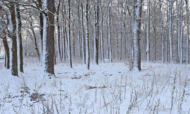 Winterwald