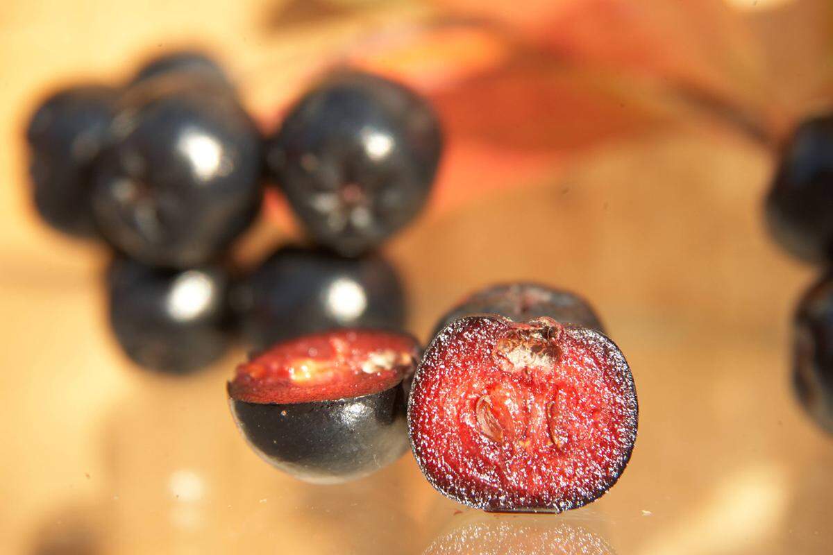 Aroniabeeren, auch "Gesundheitsbeeren" genannt, sind reich an Zink, Eisen, Magnesium, Kalzium und unzähligen Vitaminen. Außerdem enthalten die Beeren viel Polyphenol, was oxidativen Stress reduziert.