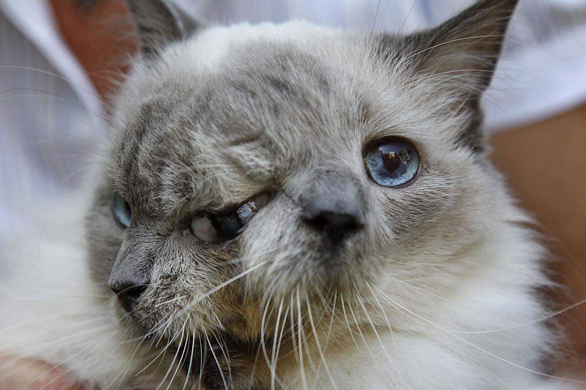 Janus-Katze. Eine Katze mit zwei Gesichtern lebt in Worcester, Massachusetts. Die Besitzerin nennt die linke Seite des Gesichts Frank, die rechte Louie.