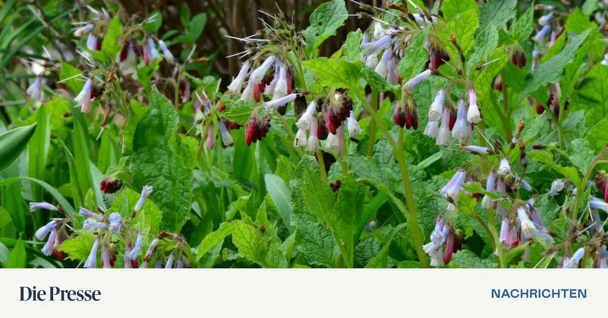 Welcher-Beinwell-passt-in-den-Garten-premium-