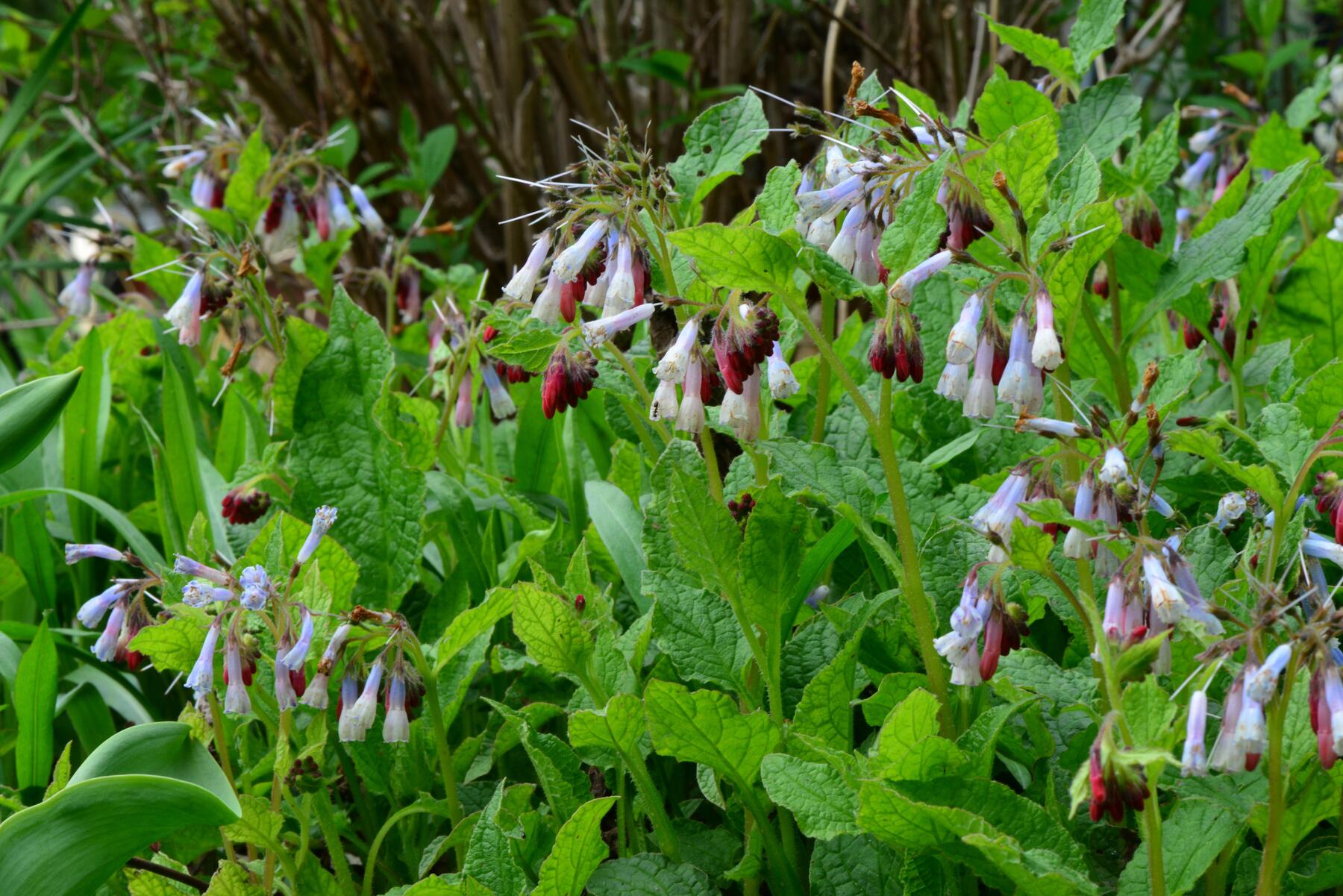 Welcher Beinwell passt in den Garten? [premium]