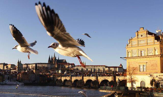 Seagulls fly over the Vltava river in central Prague