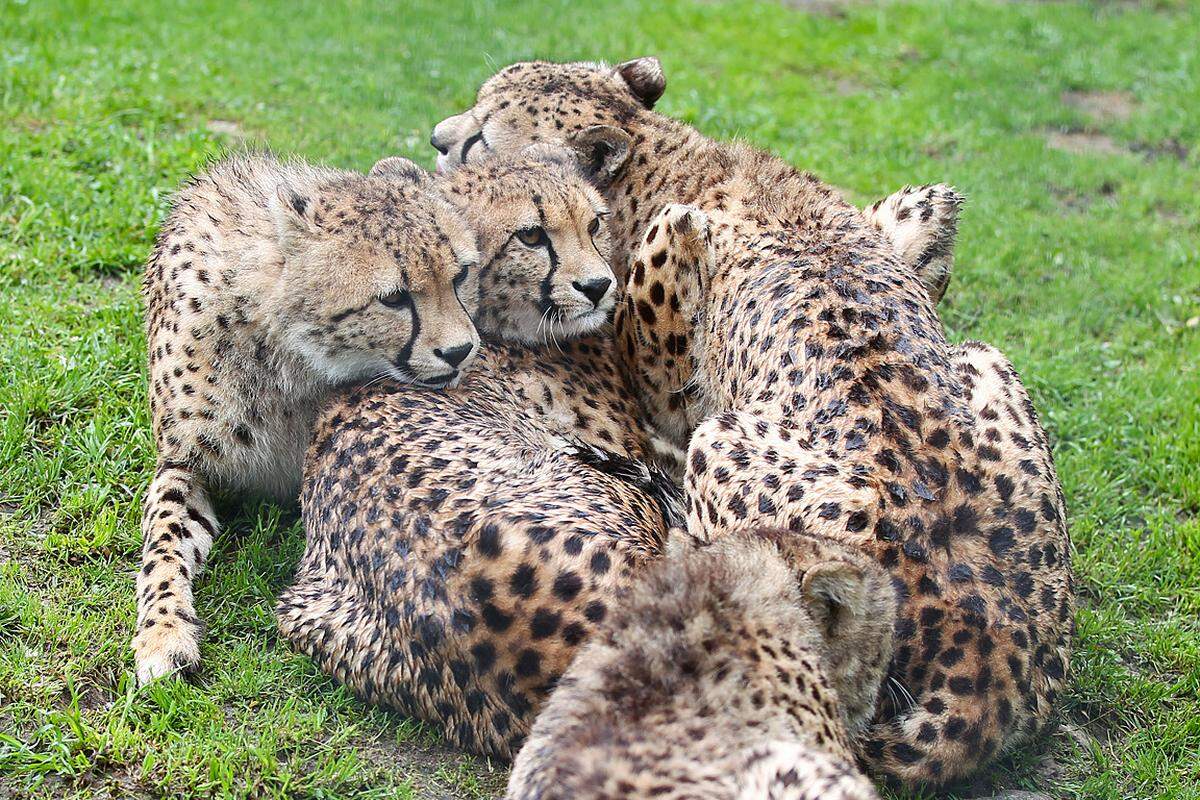 Das Muttertier, das ebenfalls das Gehege, nicht aber den Tiergarten verlassen hatte, rief nach den beiden Ausreißern, die den Rufen folgten und so in Begleitung der Pfleger wieder Richtung Zoo marschierten. Gegen 8.30 Uhr waren Raha und Juvi schließlich wieder daheim in ihrem Gehege.