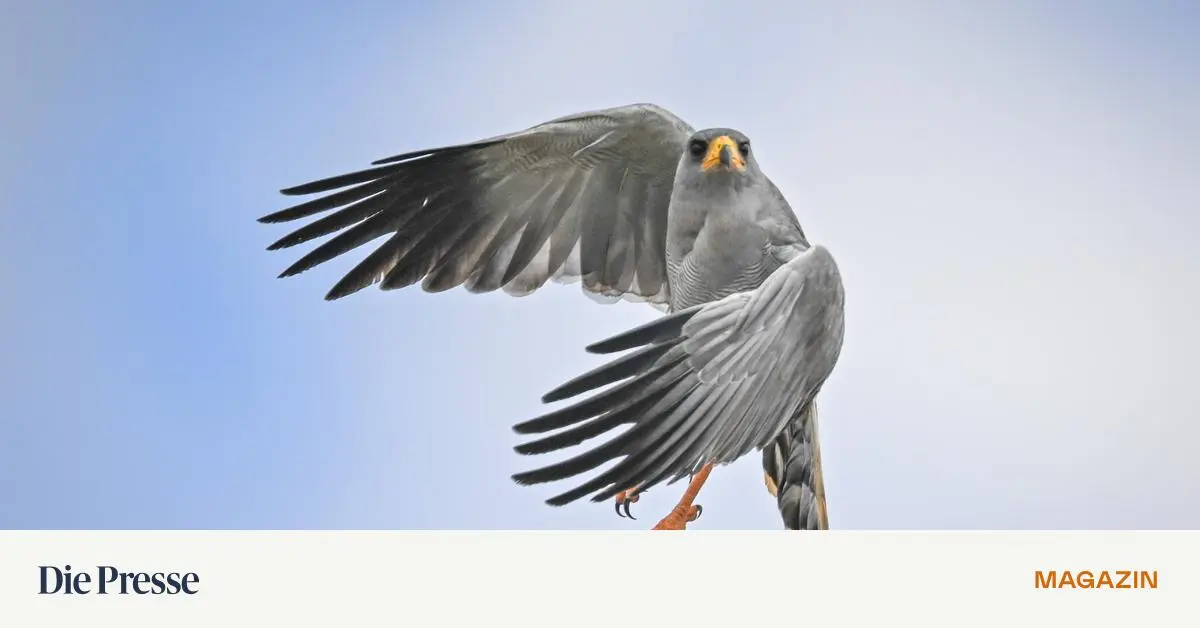 Alles-fliegt-Drei-B-cher-ber-die-Kunst-dem-Alltag-zu-entfliehen