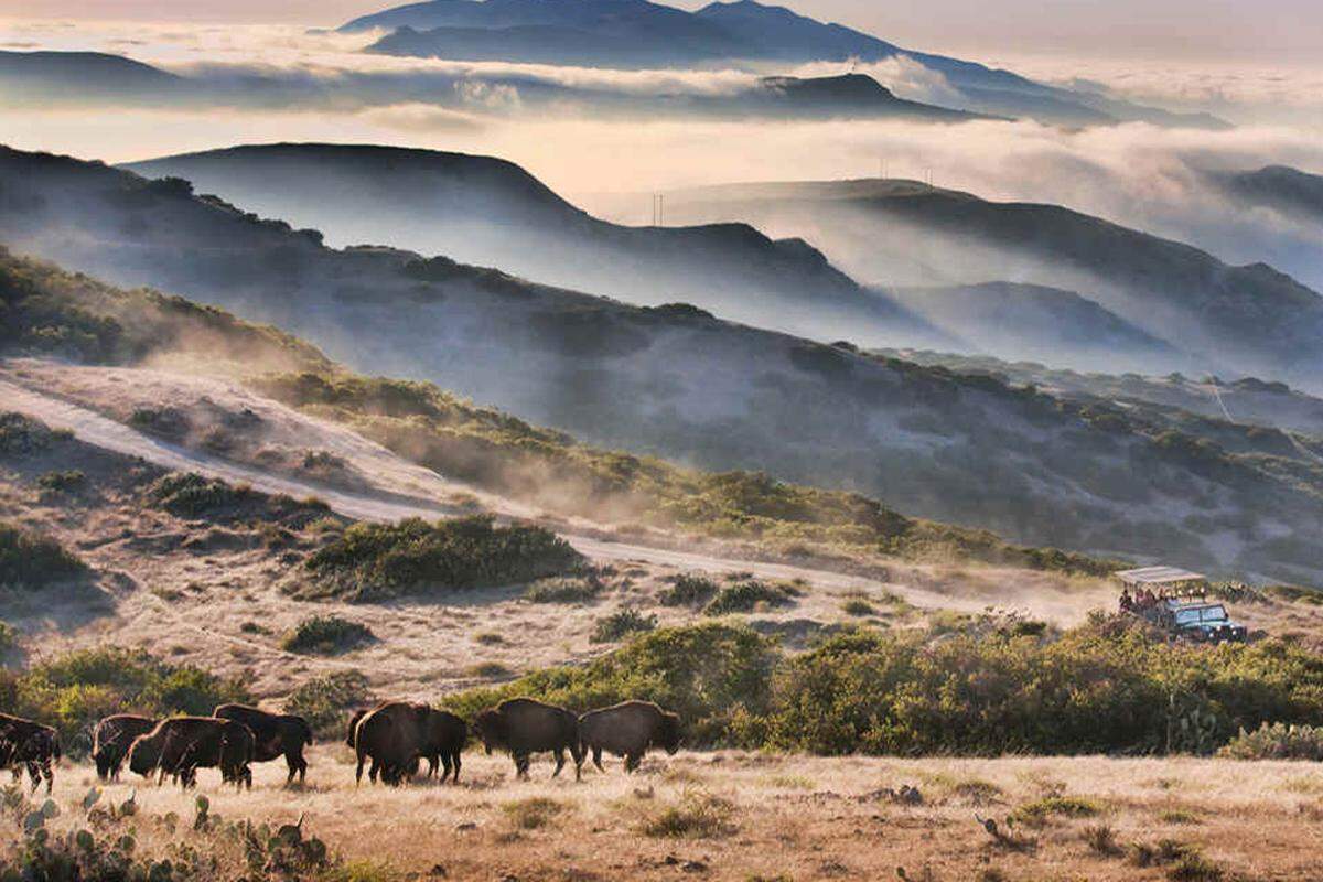 Ihre Vorfahren sollten Filmstars werden. Aber dann kam es anders für die Bisons auf Catalina Island. Die Szene, für die 1924 eigens 14 Tiere vom US-Festland auf die karge Insel vor Los Angeles verschifft worden waren, kam letztlich gar nicht in den Film.