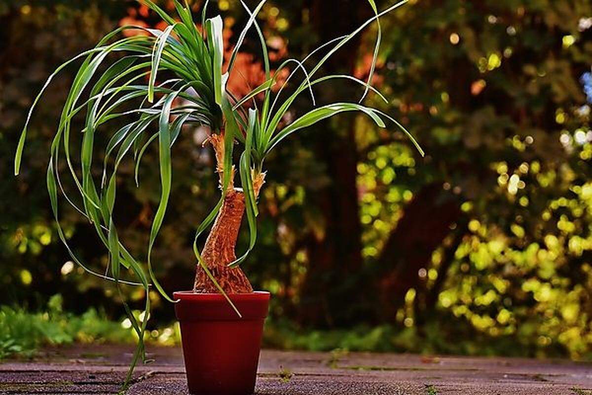 Plant Keine Pflanze. Kein Botaniker. Ein Plant ist ein Mitarbeiter der Werksleitung, der Fertigungsprozesse überwacht.