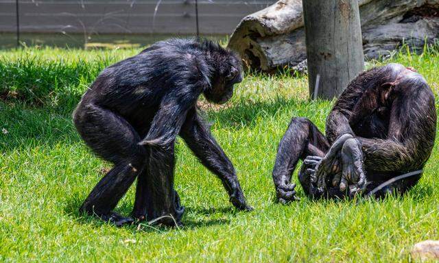 Chimpanzee (Pan troglodytes) Two Chimpanzees (Pan troglodytes) at Sydney Zoo in Sydney, NSW, Australia. Sydney New South