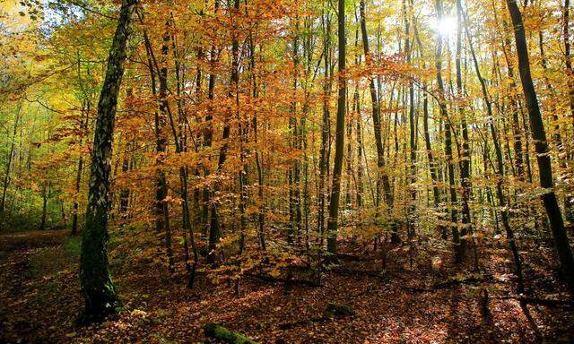 Herbststimmung und Indian Summer am Heider Bergsee bei Bruehl NRW Er gehoert zum Naturpark Rheinl