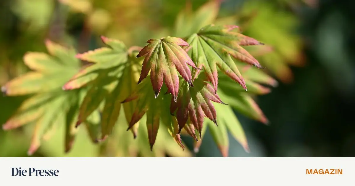 Wie-Balkon-und-Terrasse-in-knalligen-Herbstfarben-erstrahlen-premium-
