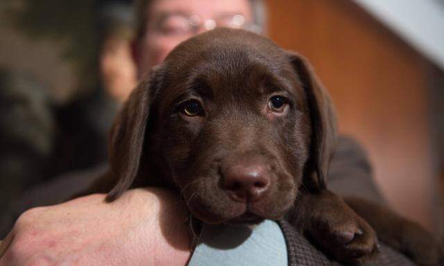 Feb 22 2016 New York NY U S First most popular breed a labrador retriever named Emma as th