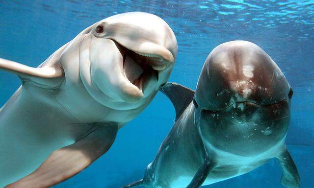 Freundliche Tiere: Ein Delfin macht gerade Urlaub in der Lübecker Bucht