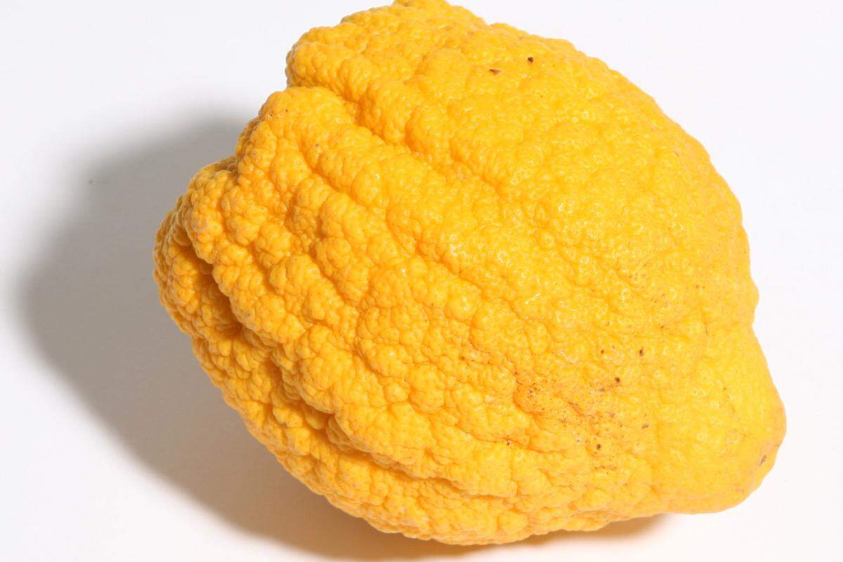 Zitronat-Zitrone. Diese Frucht mit dicker Schale und wenig Fruchtfleisch kann man auch im Ganzen schmoren.