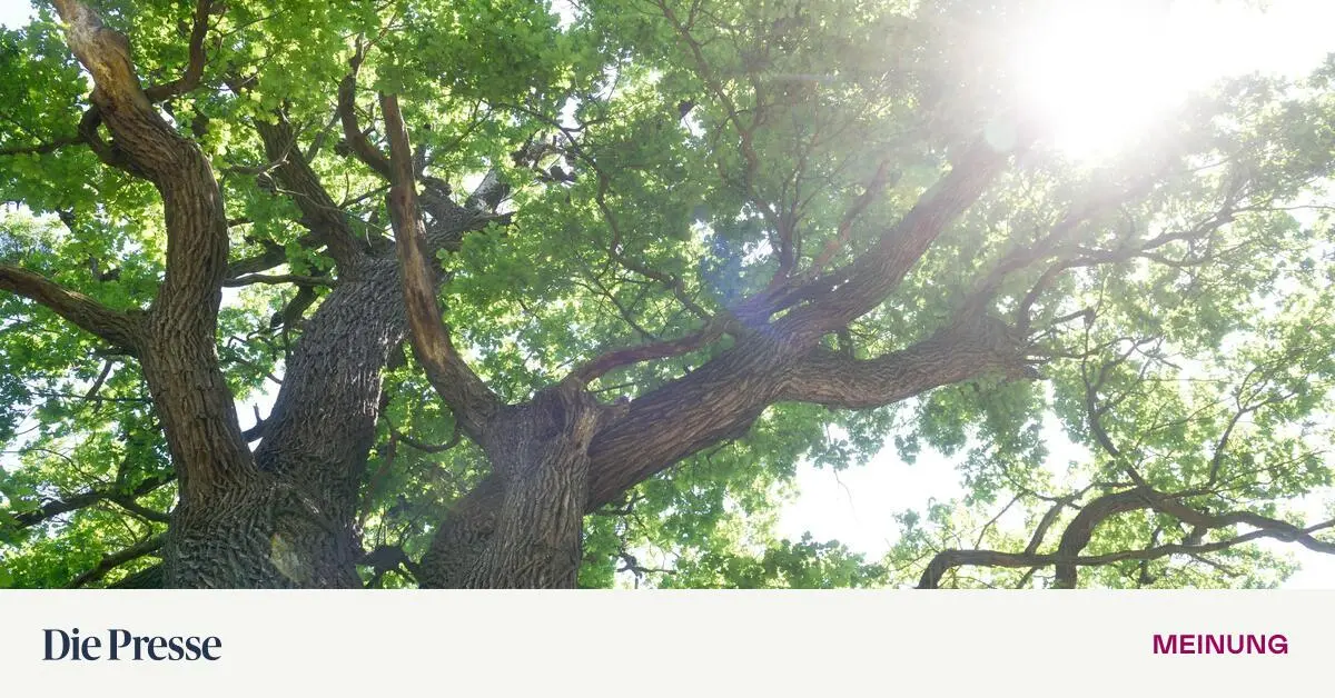 Zu-wenig-B-ume-in-der-Stadt-premium-