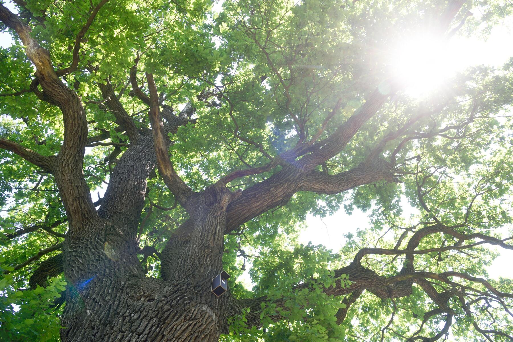Zu wenig Bäume in der Stadt [premium]