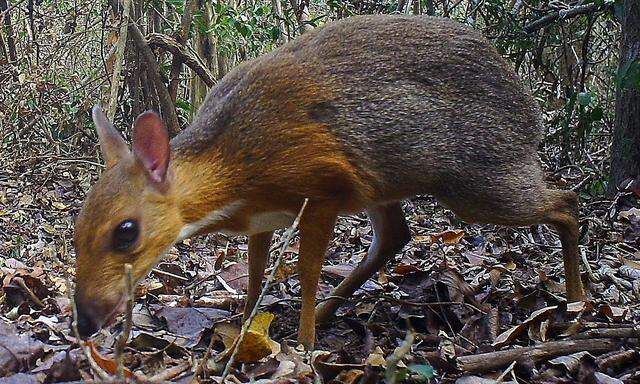 Reh-Maus-artiger Kopf, Körperbau von Rotwild, Größe eines kleinen Wildschweins: das Vietnam-Kantschil ist wieder da.