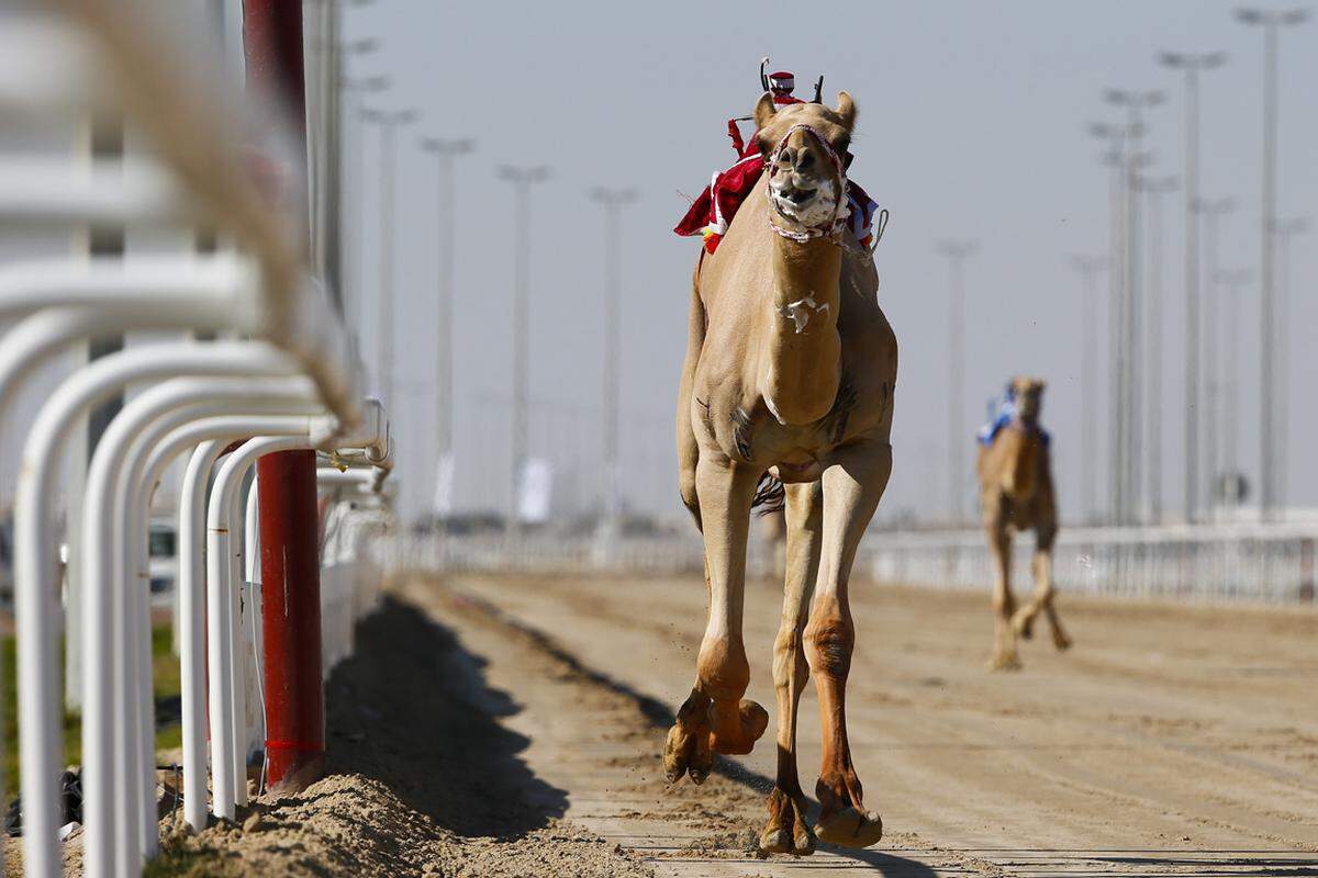 Insgesamt acht Kilometer sind auf dem "Sheikh Faisal Camel Race Track" zu absolvieren.