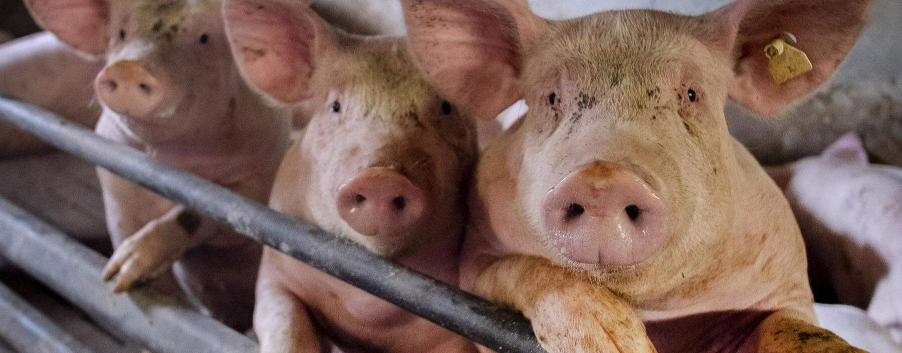 Als 2009 eine Grippe nach ihnen benannt wurde, bekamen Schweine und Halter die Folgen zu spüren.