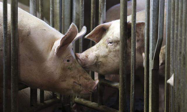 Pigs are seen at a pig farming in Lamballe, central Brittany