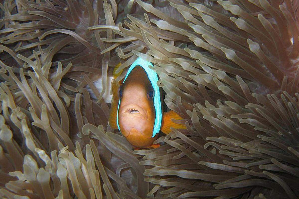 Wunderschöne Korallenriffe und versunkene Schiffswracks gibt es hier zur Genüge zu entdecken. Einer darf natürlich auf der "Must See"-Liste nicht fehlen: Clownfisch Nemo.