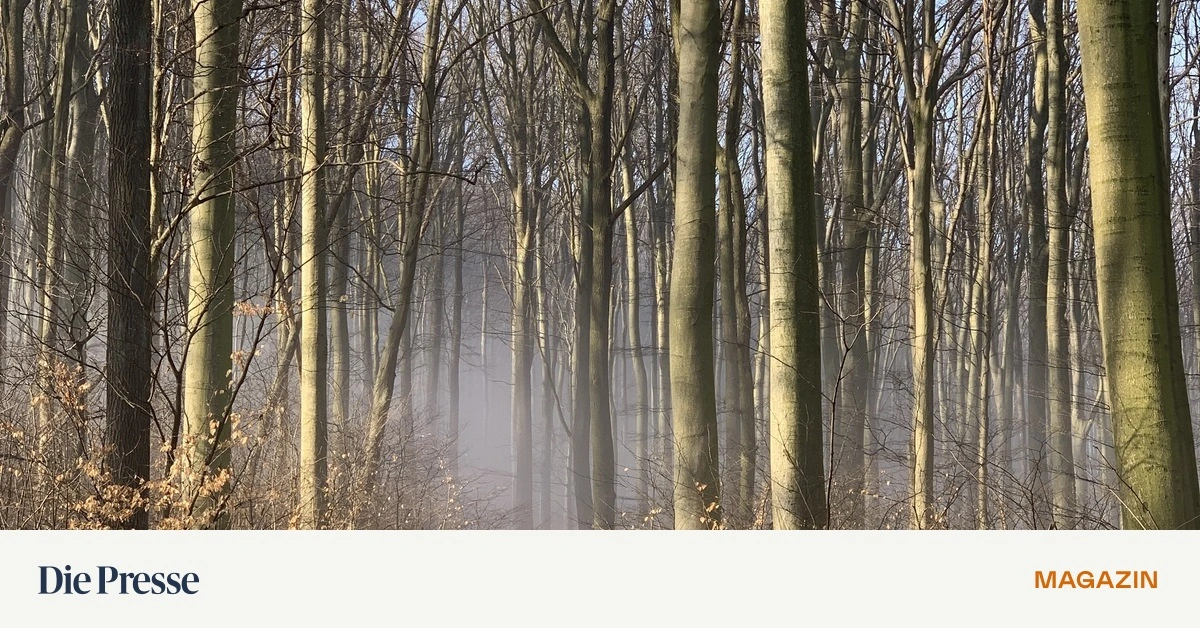 -kologie-Luftbilder-sind-Datenschatz-f-r-Biotop-und-Wald-premium-