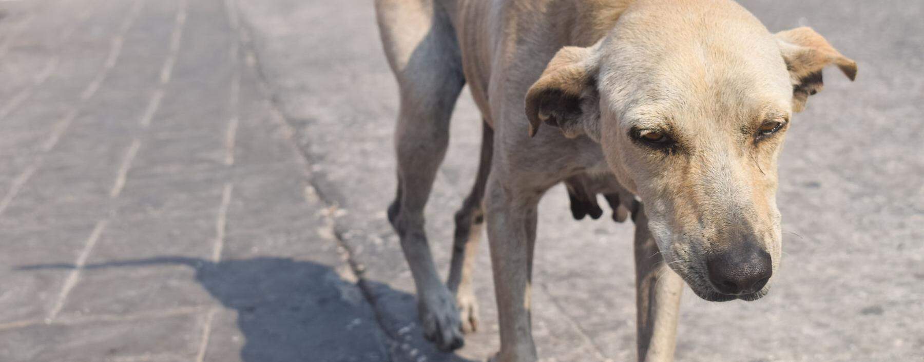 Hunde liegen mitten auf den Straßen, auf dem Strand, unter Tischen. Sri Lanka ist kein Land für Kynophobe.