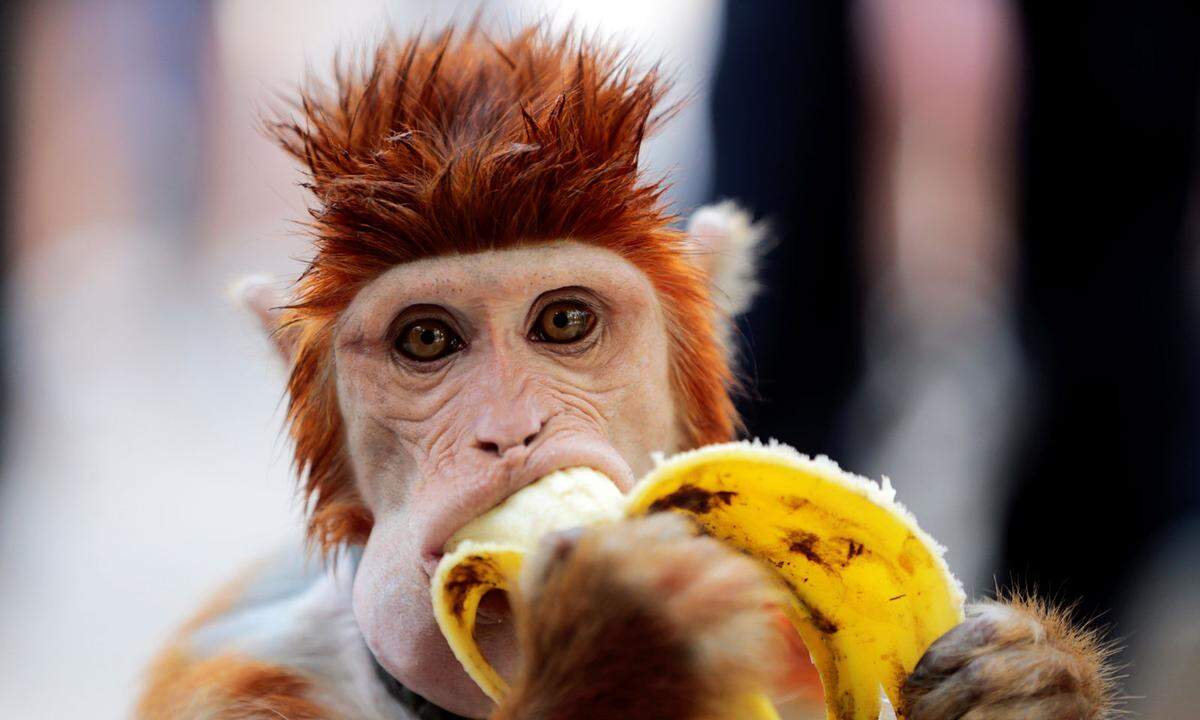 Grün, Grün, Grün, Gelb – Braun. Der Zyklus der Banane nach dem Kauf setzt schnelle Esser voraus. Eine einfache Methode, um sie länger frisch zu halten ist folgende: Man wickelt um die Krone, also den Strunk der Früchte, ein wenig Frischhaltefolie oder Tixo und lagert sie wie gewohnt, also trocken (nicht im Kühlschrank). Das Endstück der Bananen gibt Ethylen-Gas ab, das den Reifeprozess beschleunigt.  