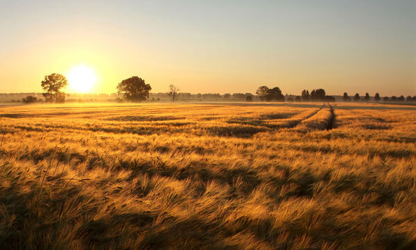Wegen der russischen Invasion erlaubten es die EU-Agrarminister den europäischen Landwirten, Brachen zu bewirtschaften – und parallel trotzdem Ökoprämien zu beziehen.