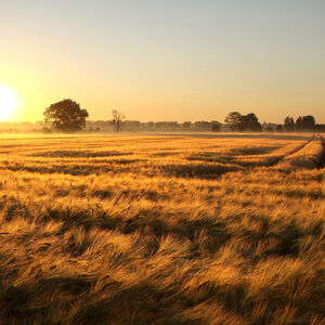 Wegen der russischen Invasion erlaubten es die EU-Agrarminister den europäischen Landwirten, Brachen zu bewirtschaften – und parallel trotzdem Ökoprämien zu beziehen.
