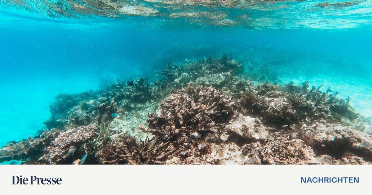 The Great Barrier Reef is on the verge of extinction.