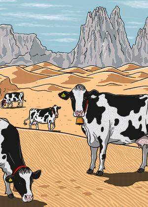  Kühe „grasen“ im  Vordergrund der  Dolomiten auf einer Sanddünenlandschaft.