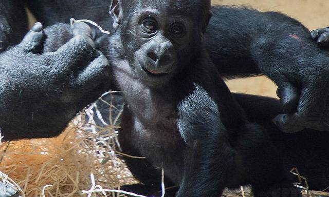 Kleiner Täter: Gorilla-Baby