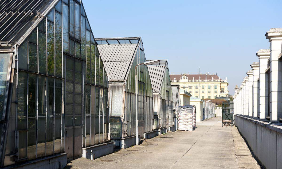 38 Glashäuser gehören allein zu der Botanischen Sammlung in Schönbrunn.
