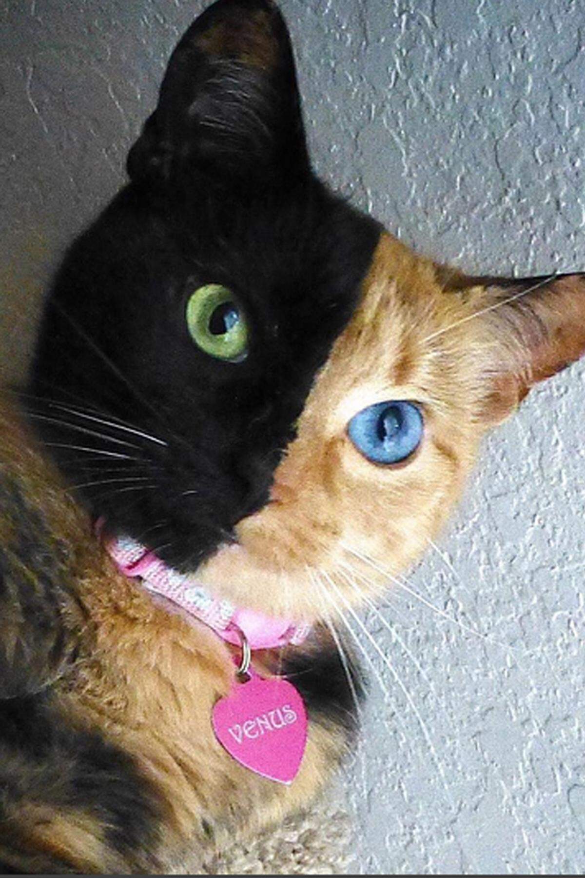 Ein Wunder der Natur scheint Venus zu sein. Die Katze ist mit zwei unterschiedlichen Gesichtshälften geboren. Aus ihrem halb schwarz und halb rotem Gesicht leuchten einem jeweils ein grünes und ein blaues Auge entgegen. Wissenschaftlich gesehen ist Venus eine sogenannte Kaliko-Katze. Dank 1,3 Millionen Bewunderer auf Instagram ist die außergewöhnliche Samtpfote mittlerweile eine Internetberühmtheit.