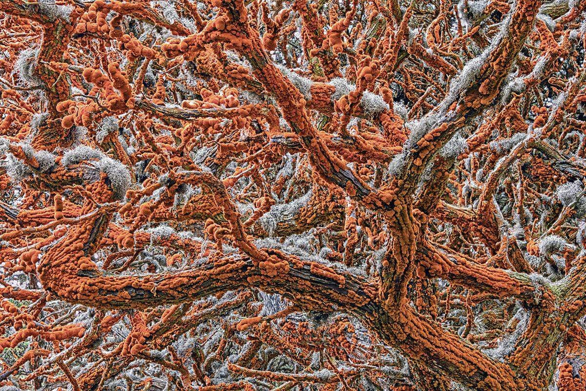 "Tapestry of life" - von der Serbin Zorica Kovacevic zeigt die Äste eines Monterey-Zypressenbaumes in Kalifornien, mit "orangefarbenen Samt geschmückt und grauer Spitze besetzt".