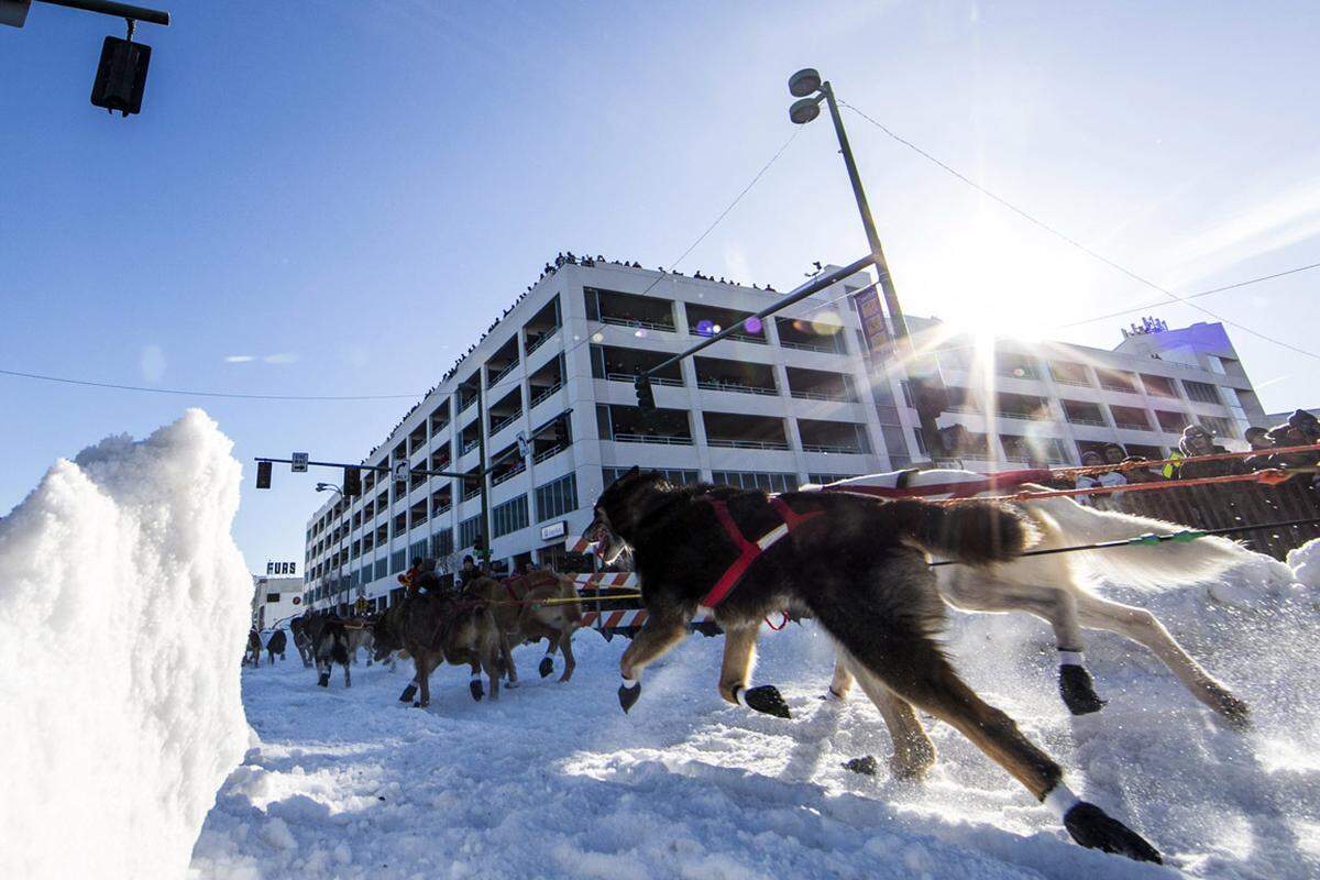 Dafür wird eigens Schnee in die Innenstadt gebracht. Das tatsächliche Rennen beginnt dann in Willow.