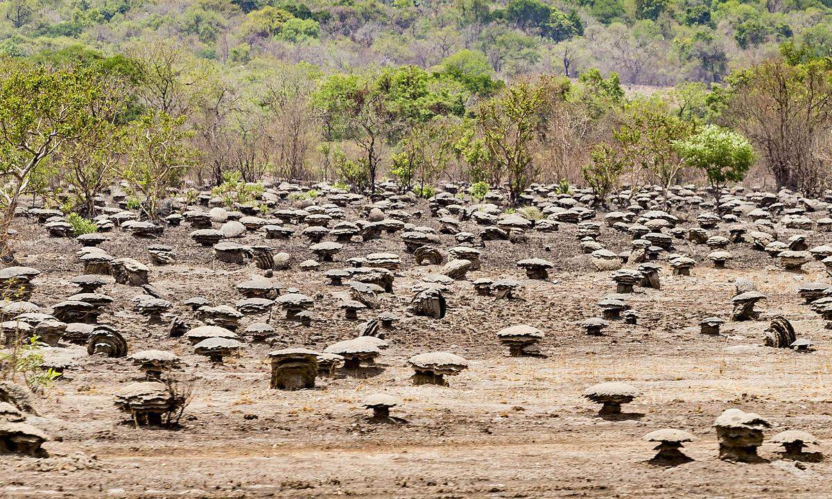 Kein Zeichen von Erosion oder anderer geologischer Vorgänge: Die Höcker neben der Straße sind Termitenhügel.